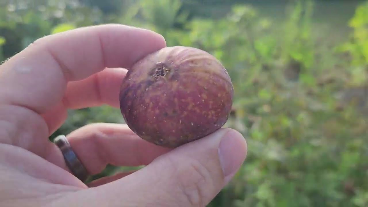 Paratjal Rimada Fig - YouTube