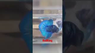 Hot Betta Fish L Califonia shorts california redhat redhotchilipeppers