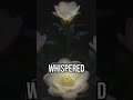 Discover the city's secrets! #UrbanLegend #Mystery #MoonlitWhispers