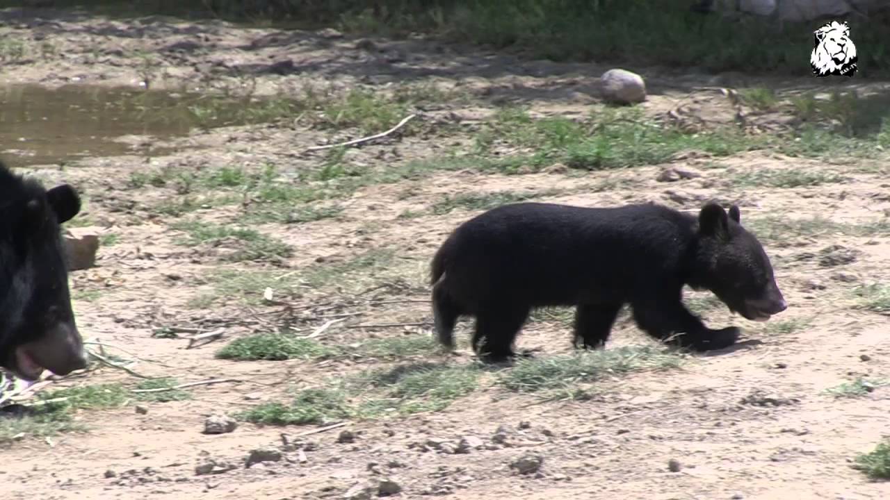 Claude Pellier Et Les Ours Du Tibet Youtube