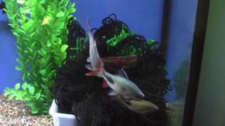 Breeding Project - Dawkinsia rohani