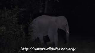 quiet giant crossing ,wild asian elephant herd