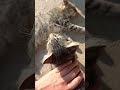 Gözəl ağıllı Sofişim 1 ildi yoxsan💔❤️‍🩹səni heç unutmayacam🐾🕊 #cat #mələkSofi#catshorts #aztube#❤️‍🩹