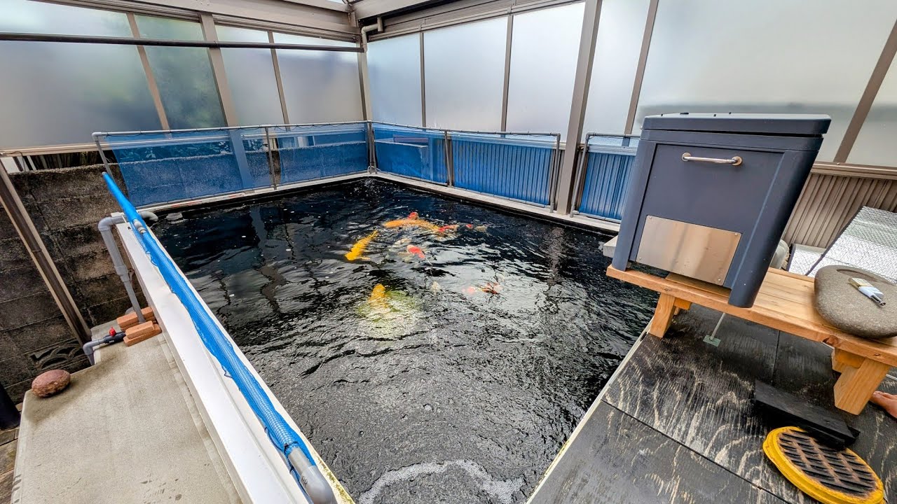 自宅の横に水量８トンの錦鯉池！ビニールプールでの飼育から本格的なコンクリート池を作って錦鯉飼育を楽しまれている生き物好きなオーナーさんの池や庭を見せていただきました！