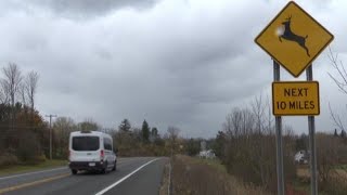 Car vs. deer collisions spike this time of year