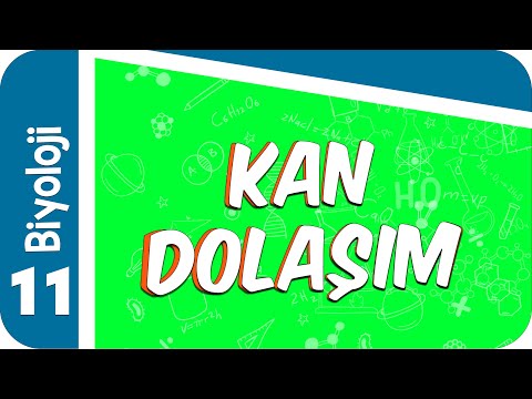 11. Sınıf Biyoloji: Kan Dolaşımı #2022