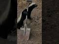 This Animal is a Real Escape Artist
