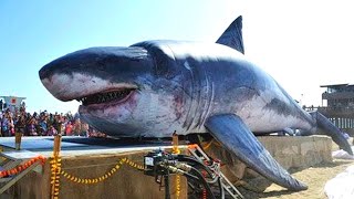 10 Motivi per cui il Megalodonte Esiste Ancora!