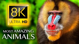 THE MOST AMAZING ANIMALS 8K ULTRA HD