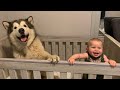 Giant Dog Saves Baby!! He Jumps In Her Crib To Protect Her!! (Cutest Dog Ever!)