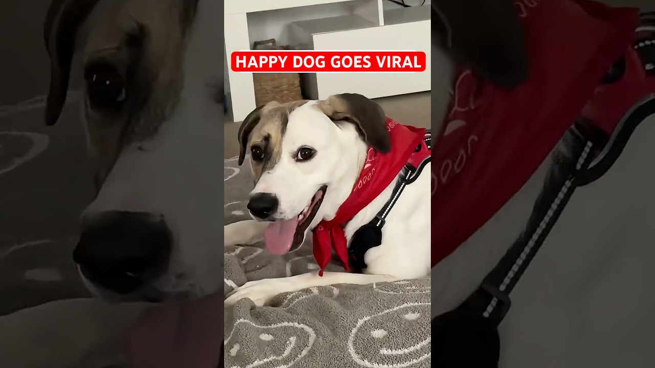 Meet the Happiest Dog on YouTube 🐶 