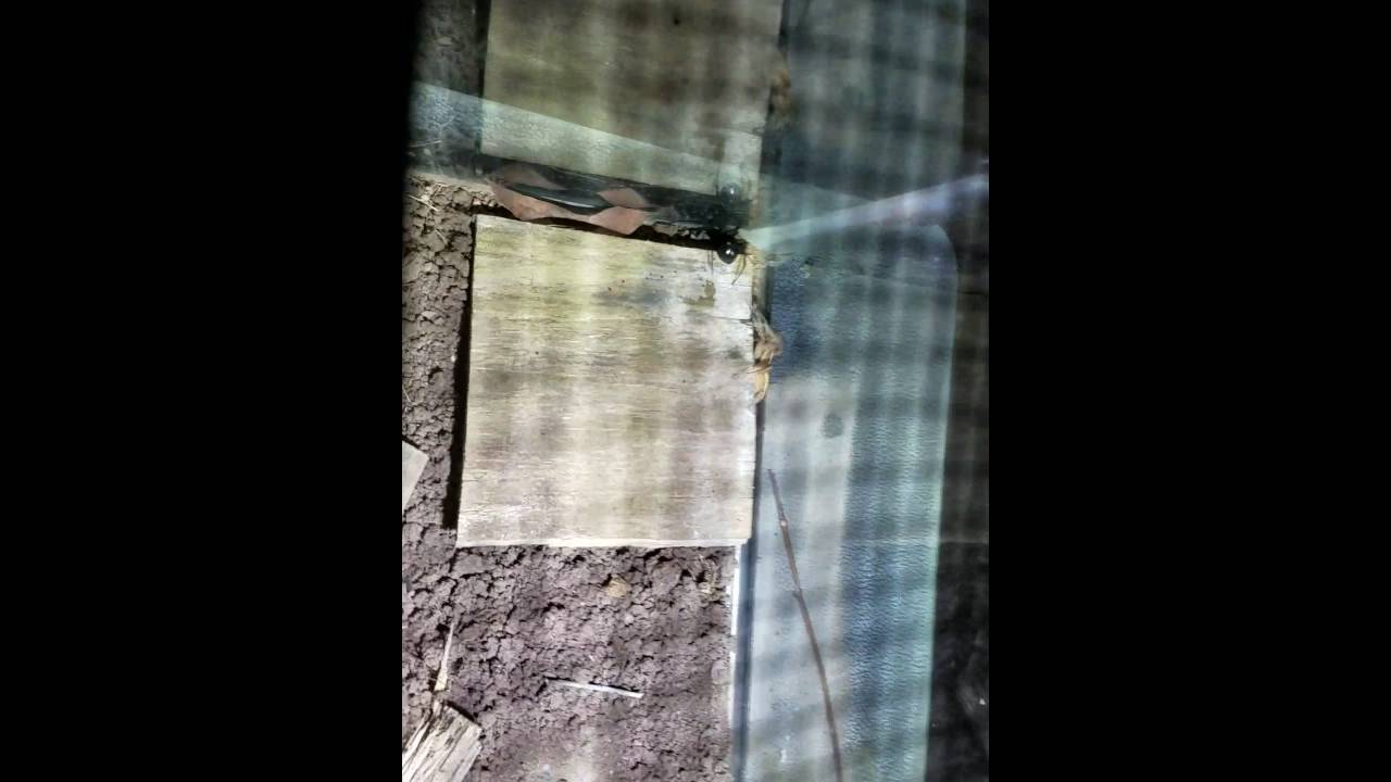 Black widow vs wolf spider