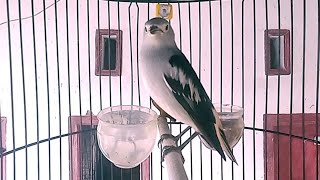 jalak kapas/sutra ngeriwik gacor paling pas buat pancingan jalak bahan agar nyaut ❗ daurian starling