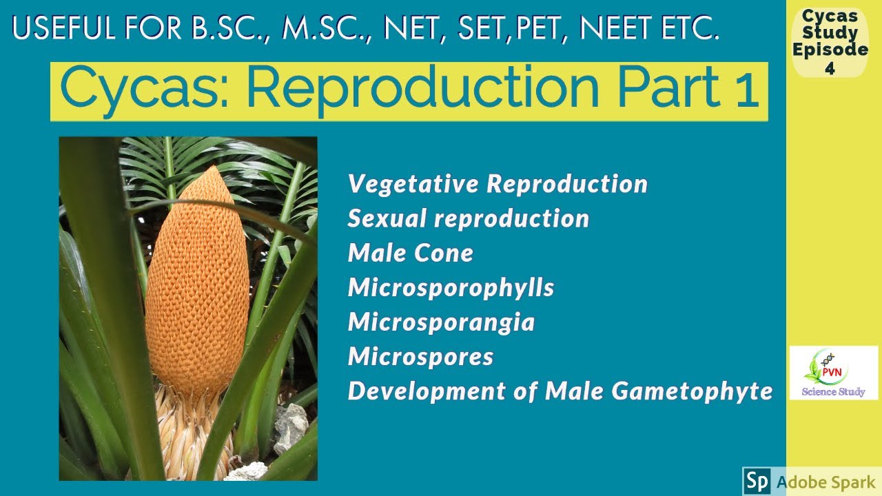 Cycas Reproduction Vegetative Reproduction Cycas Sexual Reproduction Male Cone Microsporophyll Youtube Cycas Reproduction Vegetative Reproduction Cycas Sexual Reproduction Male Cone Microsporophyll Youtube