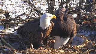 Decorah North Nest | Oops while breaking a branch off and more nestorations ~ 12-16-2018