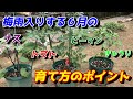 【ミニトマト】プランター栽培で6月にやるべきこと3選!【家庭菜園】