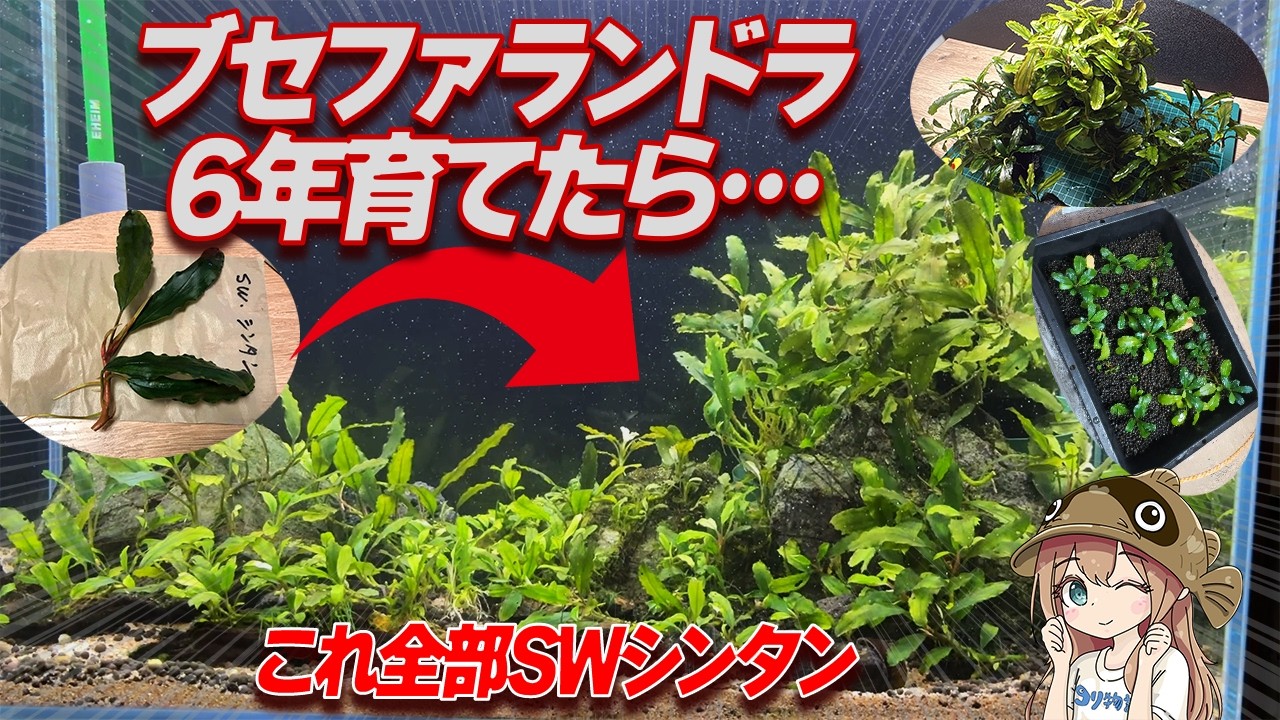 I Grew Bucephalandra for 6 Years and the Results Are Insane—Too