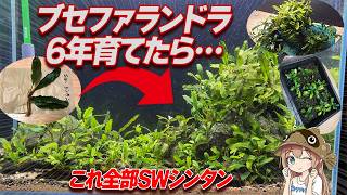 I Grew Bucephalandra for 6 Years and the Results Are Insane—Too I Grew Bucephalandra for 6 Years and the Results Are Insane—Too