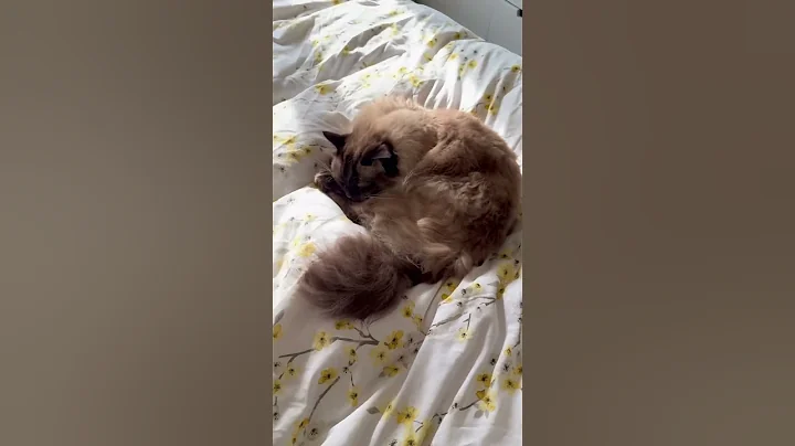 Watch the video about #catshorts #ragdollparcore #cutecat #cute #cutepet #cats #ragdolls #mainecoon #kitty