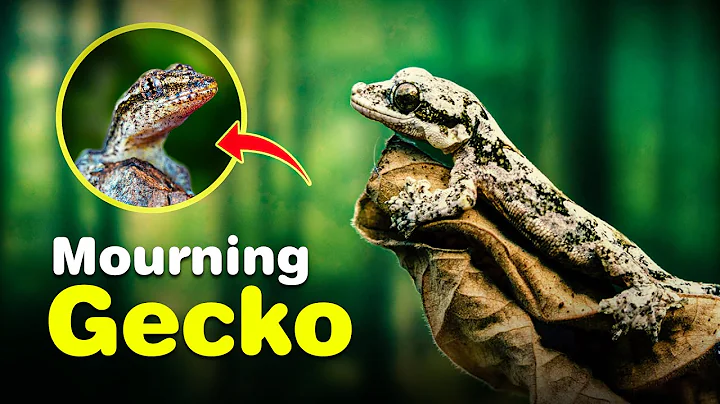 The Fascinating World of Morning Geckos: Cloning Reptiles