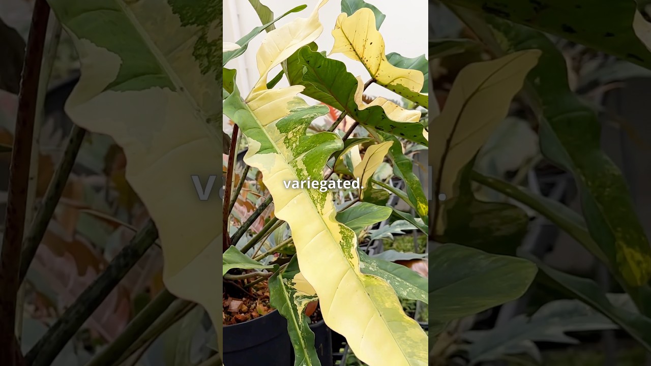 Philodendron longilobatun lelano miyano variegata - Plant Profile - YouTube