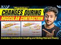 Physiology - Changes During Muscular Contraction | MBBS 1st Year | Explanation |MBBS World