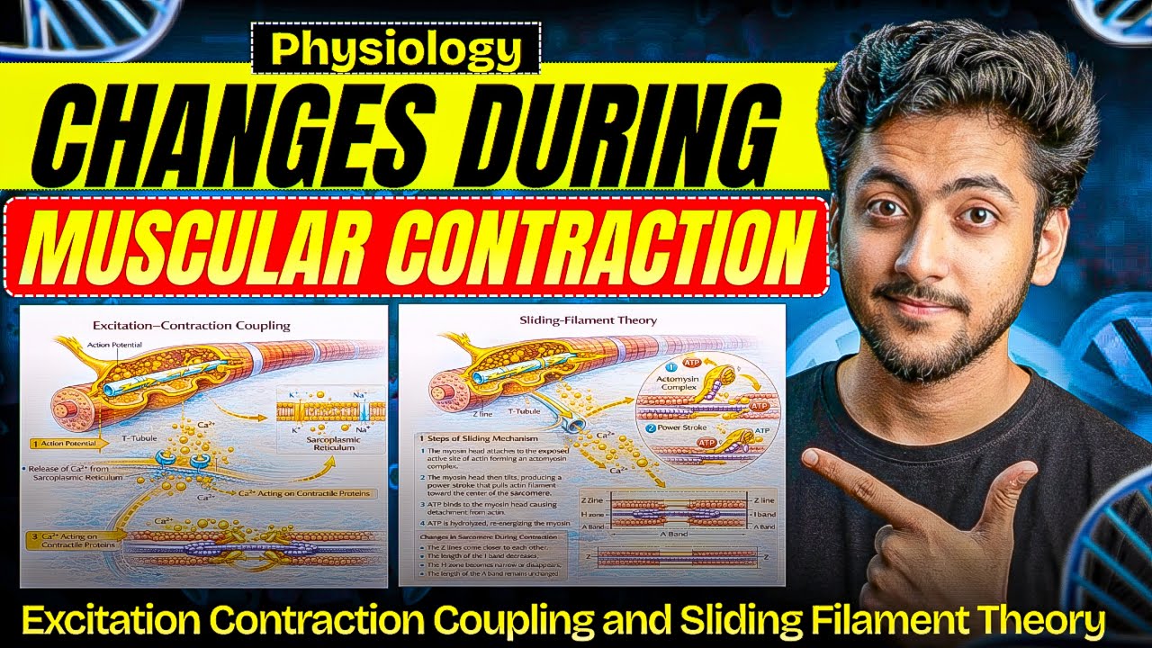 Physiology - Changes During Muscular Contraction | MBBS 1st Year | Explanation |MBBS World