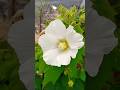 🇯🇵💮#芙蓉#山崎ハコ#ふようのうた#花言葉#繊細な美#しとやかな恋#HakoYamasaki#HibiscusMutabilis#फ़ुयू