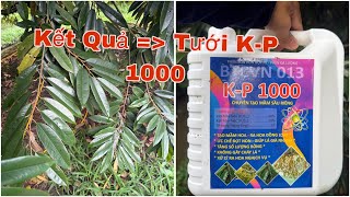 K-P 1000 Chuyên Tạo Mầm Xử Lí Ra Hoa Nghịch Vụ,Dàn Lá Khác Biệt Rõ Sau 1 Lần Tưới. Thuấn 0795808180