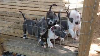 American Bully puppies : Z&N with there new crops. (All are SOLD)