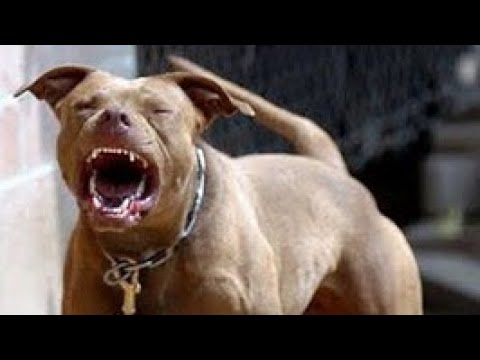 Videó: Art Of Pitties: Ebay Aukció A Pit Bulls Javára - Matador Network