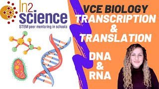 DNA & RNA, Transcription & Translation