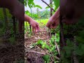 Bird Trap | Diy Bird Trap Using Bamboo | Unique Birds Cage #shorts #birds #shortsfeed