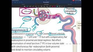 Potassium shifts and hormones acting on kidney First aid page 614 شرح عربي