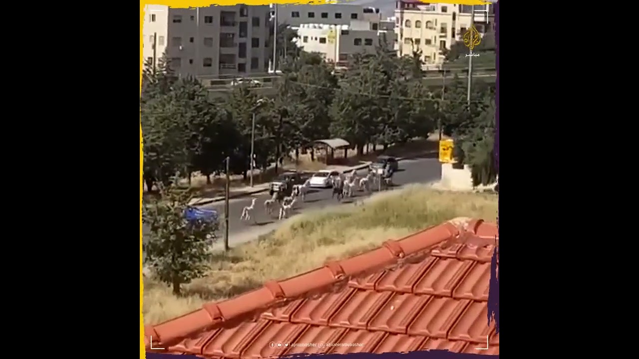 لحظة هروب خيول "الإسطبلات الملكية" بالأردن بعد اندلاع حريق