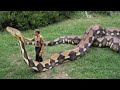 10 BIGGEST Snakes Ever!