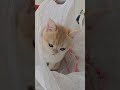 개구쟁이야~!! #cat #고양이 #goldbritishshorthair #골드브리티쉬숏헤어