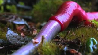 Blue Red Carnivorous Leech Eats Giant Jungle Worm