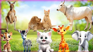 Wild Animal Sounds In Nature: Kangaroo, Sika Deer, Camel, Greyhound | Animal Moments