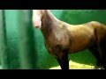 (11) Лошади в конюшне на ЭКВИРОС 2012 (720р HD!)