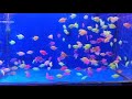Glow  Widow Tetra/ Glow Skirt Tetra/ Colour Widow Tetra , Ornamental Fish, Small Fish HD