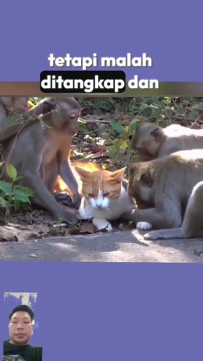Kucing di sandera segerombolan monyet #monyet #monkey #shorts #feedshorts #shortsviral #shortvideo