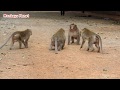 Two groups of monkeys fitting is stop by dogs