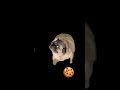 those who give this video a liku #funny #memes #comedy #animation