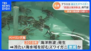 アラスカ・ベーリング海でズワイガニが消えた！？史上初の禁漁と「海洋熱波」 禁漁による損失額およそ1350億円｜TBS NEWS DIG