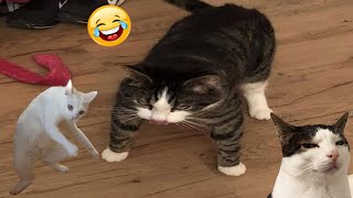 You Laugh You Lose 😅 Funniest Animals 2024 😻 Part 51