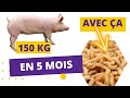 Voici comment nourrir les porcs avec les asticots de mouche soldat noire