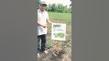 Herbisida Selektif Jagung EMARTY dari PT. UPL #shorts