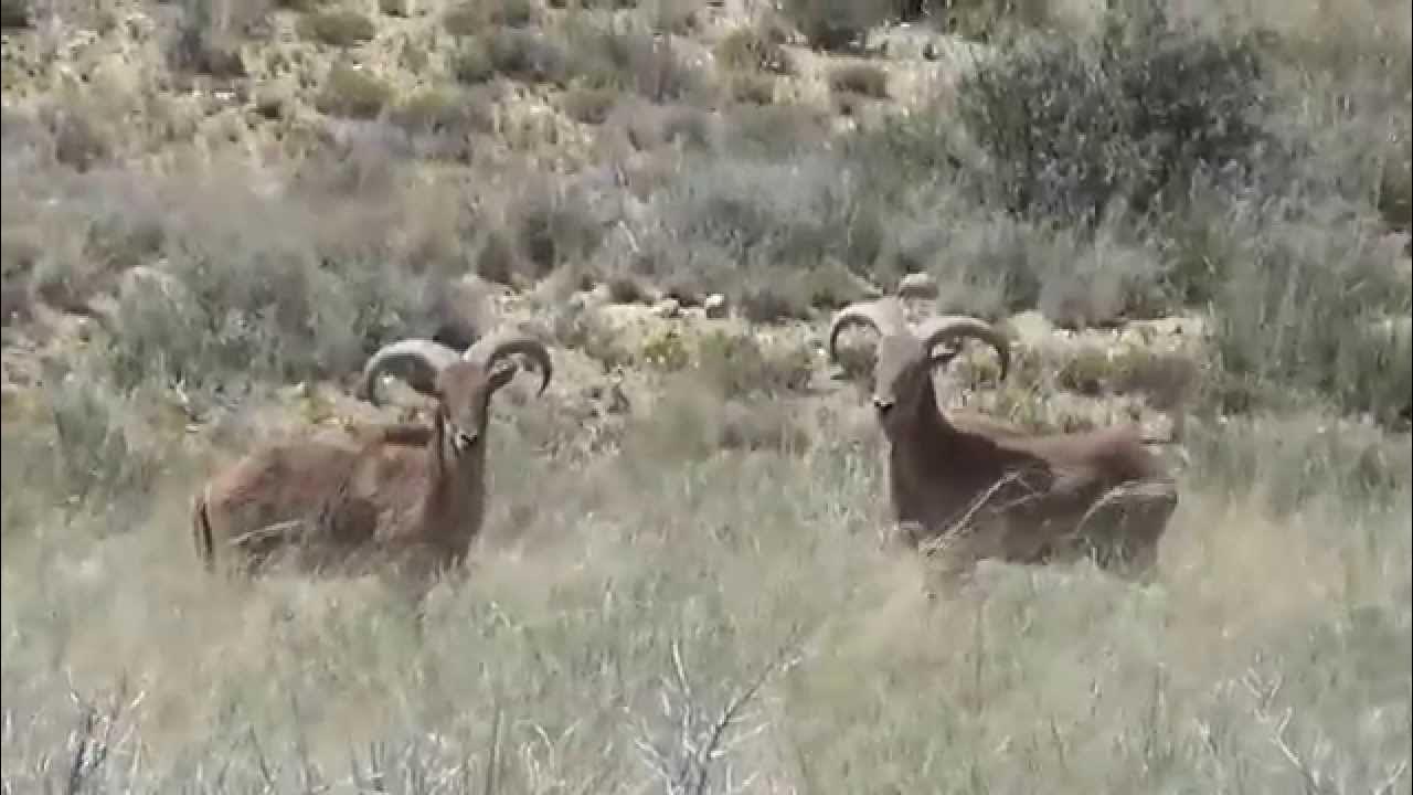 Barbary Sheep in New Mexico YouTube