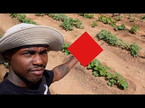 The Best Weed Free NO CHEMICALS Gardening Method #garden